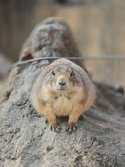 prairie dog on rock