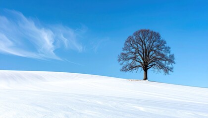 Solitary bare tree stands on a snow covered hill under a bright blue sky with wispy clouds and footprints in the snow