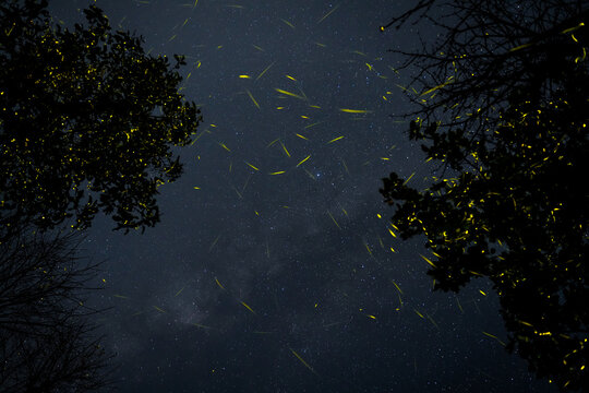 Long-exposure view of glowing fireflies against a starry night sky in Bhandardara, India. Bright yellow trails move between trees, creating a magical natural scene.