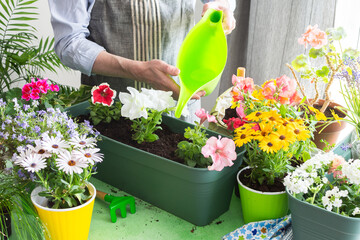 A man planting colorful petunias in pots and waters them, surrounded by lush greenery, capturing spring gardening and hobby vibes, spring decoration of a home balcony or terrace with flowers