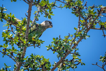 Brown headed Parrot  eating seeds in a tree in greater Kruger national park, South Africa; specie Poicephalus cryptoxanthus family of Psittacidae