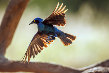 Cape Glossy Starling flying backlit in Greater Kruger National park, South Africa ; Specie Lamprotornis nitens family of Sturnidae