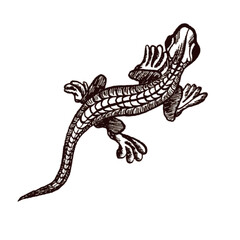 Vector image of a gecko in a graphic style. Linear illustration with a tropical theme.