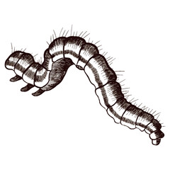 Vector graphic image of a caterpillar. Realistic illustration of a caterpillar isolated on a white background.