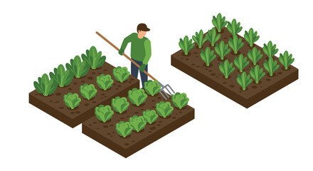 Isometric farm man cultivating vegetables in garden beds