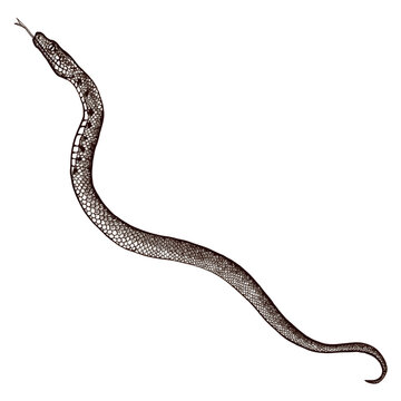 Realistic graphic style image of a snake. Vector illustration.