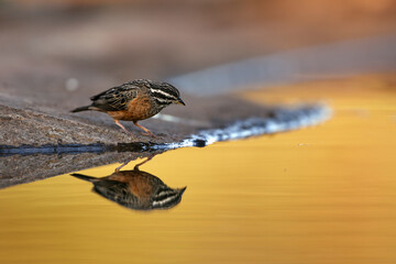 Cinnamon breasted Bunting standing along waterhole with reflection in Greater Kruger National park, South Africa ; Specie Fringillaria tahapisi family of Emberizidae