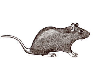 Realistic graphic image of a mouse in vector.