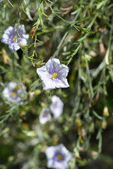 Tall cup-flower - Latin name - Nierembergia frutescens