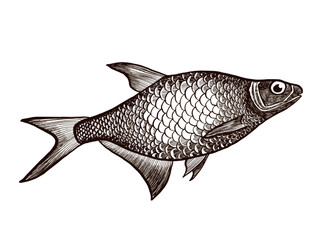 A realistic vector graphic of a fish. Suitable for prints, logos, and more