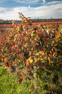 hojas de parra en los vi&ntilde;edos en oto&ntilde;o con sus colores rojo verde y anaranjados ba&ntilde;ados por el sol en  Requena, Valencia, Spain