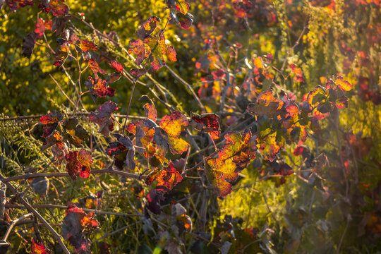 hojas de parra en los vi&ntilde;edos en oto&ntilde;o con sus colores rojo verde y anaranjados ba&ntilde;ados por el sol en  Requena, Valencia, Spain