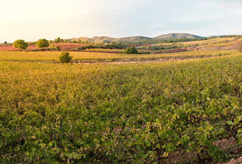 Fototapeta premium Paisaje de viñedos en otoño con suaves relieves al fondo en hora dorada, Requeba, Valencia, Spain