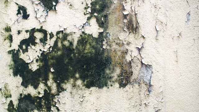 Close-up texture of an old concrete wall with cracked and peeling beige paint covered with black and green mold stains.