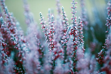 Frost on the plants in the autumn