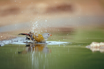 Green winged Pytilia female bathing and splashing in waterhole in Greater Kruger National park, South Africa ; Specie Pytilia melba family of Estrildidae