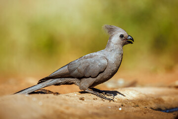 Grey go away bird standing on the ground side view isolated in natural backgroud in Kruger National park, South Africa ; Specie Corythaixoides concolor family of Musophagidae