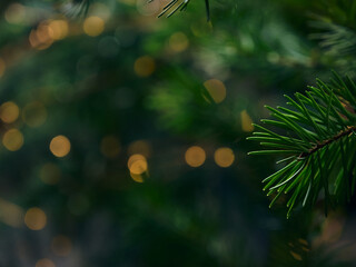 Green Christmas tree branch and yellow lights garlands blurred in bokeh
