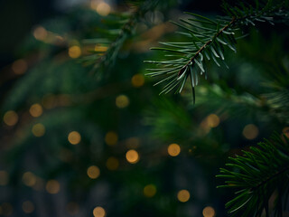 Green Christmas tree branch and yellow lights garlands blurred in bokeh