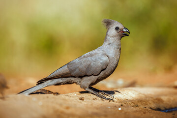Grey go away bird standing on the ground side view isolated in natural backgroud in Kruger National park, South Africa ; Specie Corythaixoides concolor family of Musophagidae
