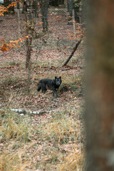 Loups sauvages dans la forêt – nature, faune et vie sauvage