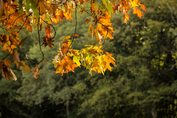 Close up autumn leaves in forest. Sunlight shining through tree branches on fall golden yellow colored leaf in European woods. 