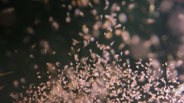 Newborn koi and tilapia fry swimming softly in aquarium water, macro slow motion shot symbolizing origin of life, purity, transformation and gentle beauty of creation in dark calm space