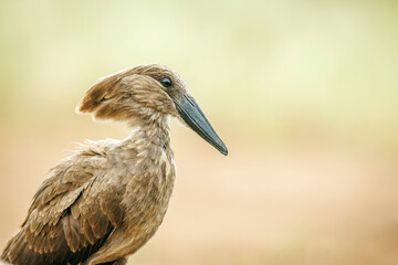 Hamerkop portrait isolated in natural background in Greater Kruger National park, South Africa ; Specie Scopus umbretta family of Scopidae