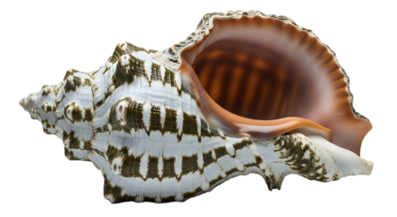 Detailed Studio Shot of a Large, Ornate Seashell on Transparent Background 