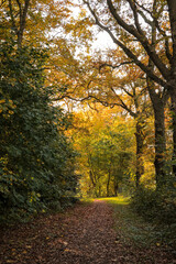 Obraz premium Sunlight shining through autumn leaves trees in forest hiking trail path. Beautiful evergreen fairy tale forest landscape with beam of light behind foliage. Nature hike walk relax mighty trees woods.
