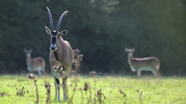 Portrait of a male East African oryx standing and observing in a grassland with females red lechwes in background. Oryx gazella beisa, R&eacute;serve de la Haute-Touche, Indre 36, Centre, France, Europe