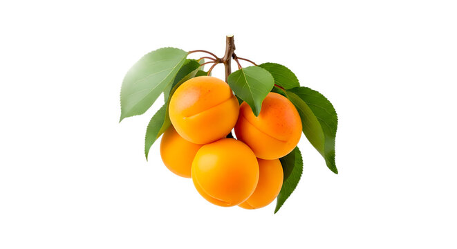 Bunch of ripe apricots with leaves isolated on transparent background