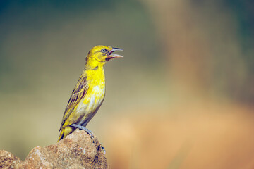 Lesser Masked Weaver female singing on a rock in Greater Kruger National park, South Africa ; Specie Ploceus intermedius family of Ploceidae