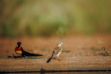 Long-billed Pipit and Eastern Paradise Whydah standing on the ground in Greater Kruger National park, South Africa