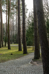 Forest path among tall pine trees on a sunny day