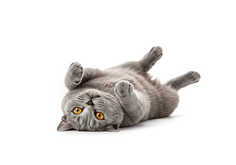 Adorable grey cat lying on its back with paws up, isolated against a white background, showcasing its playful and endearing nature.