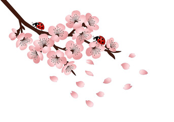 Delicate Cherry Blossom Branch with Ladybugs and Falling Petals in Springtime