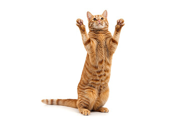 Adorable orange tabby cat playfully reaching upwards on white background, captured in a full shot, showing its amusing and curious behavior