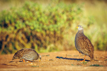 Two Natal francolin eating in morning light in Greater Kruger National park, South Africa ; Specie Pternistis natalensis family of Phasianidae