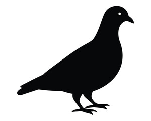 Fototapeta premium Urban wildlife: A solitary silhouette of a Mourning dove with gray feathers and a wing is isolated on white