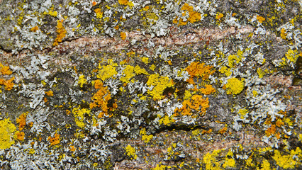 Background of crustose and foliose lichens in various colours on the trunk of a tree. 