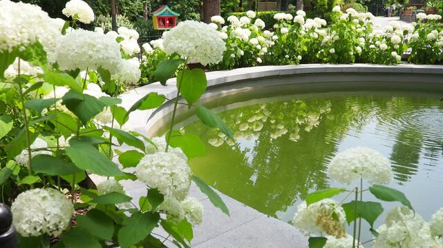 Hydrangea hortensia is a genus of flowering plants native to Asia and Americas. Hydrangeas are popular ornamental plants, grown for their large flowerheads. A pond with a fountain and falling water