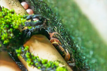 潮だまりの岩陰に潜むカニのマクロクローズアップ