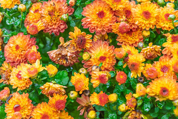 雨に濡れるオレンジ色の菊の群生クローズアップ