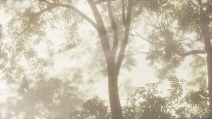 Soft rays dance among leaves as the morning fog weaves through tall trees, creating a tranquil atmosphere in a lush forest oasis, inviting natures harmony and calmness.