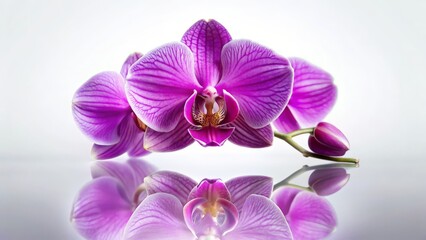 Fototapeta premium Beautiful Purple Orchid Flower with Natural Reflection