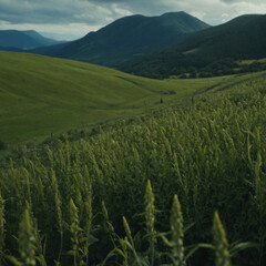 Serene Mountain Landscape with Lush Green Hills and Wild Meadow Under Cloudy Sky