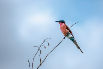 Southern Carmine Bee-eater standing on a branch isolated in blue sky in Greater Kruger National park, South Africa ; Specie Merops nubicoides family of Meropidae