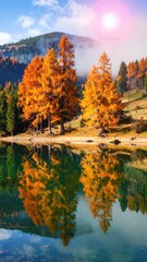 Fototapeta premium Autumn's Golden Reflection: A breathtaking autumnal scene unfolds, showcasing golden trees mirrored on a tranquil lake. The landscape breathes with nature's warm hues, capturing a serene moment.