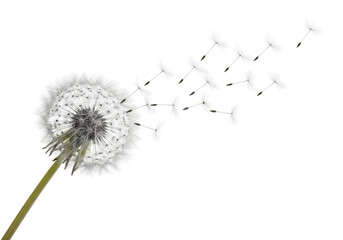 Isolated dandelion seed , PNG Dandelion flower drawing plant